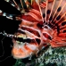 lionfish_spotfin_nus_h_0705_png1763.jpg